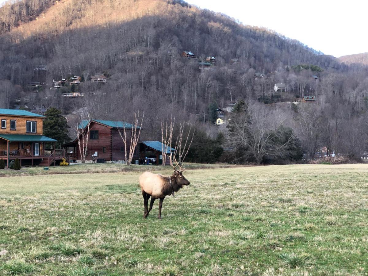 Villa The Red Fox Cabin Maggie Valley Exterior foto